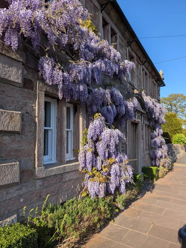 Wisteria on a stone cottage in England