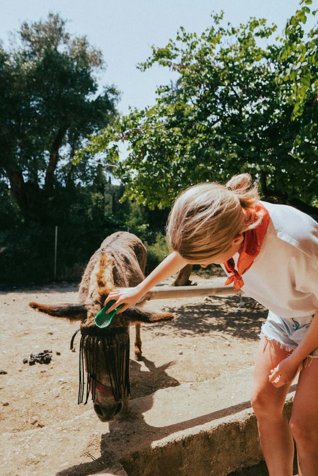 Volunteer grooming a donkey